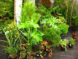 We did not find results for: Sculptural Plants