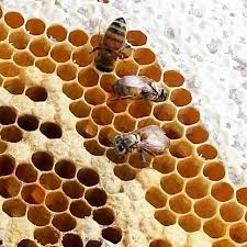 Bienen im garten oder auf dem balkon liegen seit einiger zeit im trend. Huhner Und Bienen Zusammen Im Garten Halten Freigehege Ratgeber De