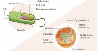 Learn About Prokaryotes And Eukaryotes Prokaryotes Eukaryotic Cell Prokaryotic Cell