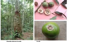 Image result for Panda oleosa