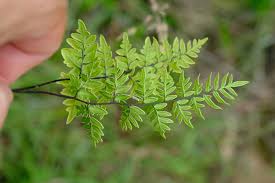 Image result for Cheilanthes involuta