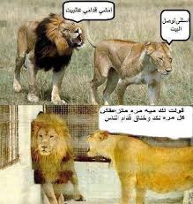 لينا بينت نتخانق فيه Animals Dogs