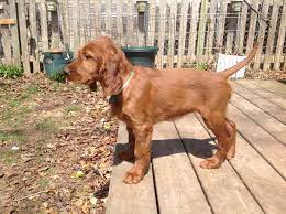 Fiona Our Irish Setter At 8 Weeks Irish Setter Dogs Irish Setter Irish Setter Puppy