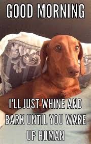 Wiener Dog Memes