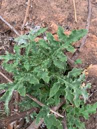 Image result for Berkheya bipinnatifida