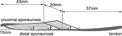 Figure 7 The Problem With Skeletal Muscle Series Elasticity Springerlink Aponeuroses and tendons are connective tissues that connect muscles to bones. springerlink
