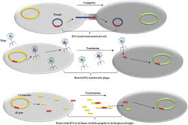 Bacterial cell is a prokaryotic cell. Frontiers Targeting Plasmids To Limit Acquisition And Transmission Of Antimicrobial Resistance Microbiology
