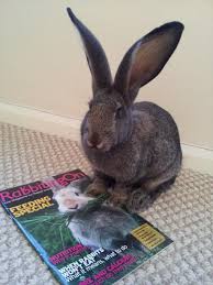 Pin On Rabbit Welfare Association And Fund