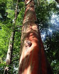 Image result for Tristachya lualabaensis