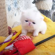 بچه گربه سفید سوپر فلت | بچه گربه پرشین مو بلند بسیار اصیل .