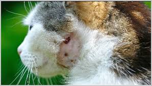 Cara Mengobati Pipi Atau Leher Kucing Yang Bengkak Sebelah Abses Cats Kucing Cat Kittens Kucing