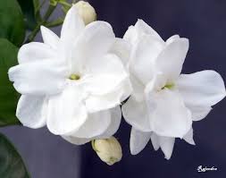 Shutter N Aperture Jasmine Flower Stock Flower Beautiful Flowers