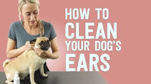 One way to do this is to fill the ear up with the ear cleaning solution, until it overflows a bit. How To Clean A Dog S Ears Demo On A Pug Youtube