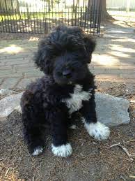 Cute Brown Puppy Schnoodle Cross Between A Schnauzer And A Poodle What A Love Description From Pinterest Com Poodle Mix Dogs Schnoodle Puppy Schnoodle Dog