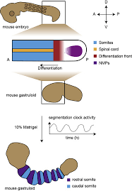 Check spelling or type a new query. Gastruloids Gain Muscle Somite Formation In Embryo Like Structures Sciencedirect