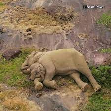 Poor orphaned baby elephant Abandoned by the herd after its mother died, the little elephant stood trembling – lost, grieving, until rescuers finally reached it. A tiny baby elephant trembling beside its