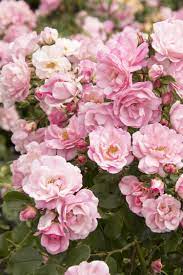 It does wonderfully and blooms faithfully from early spring till early autumn. Flower Carpet Appleblossom Groundcover Rose