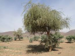 Image result for Balanites aegyptiaca