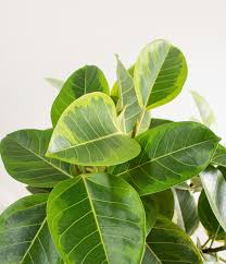 Image result for Ficus