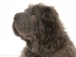 Order today with free shipping. Dog Blue Bearcoat Shar Pei Pup Photo Wp28426