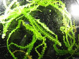 Image result for Cyperus zollingeri