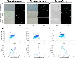 Organisms made of more than one cell are called multicellular ( multi : An Optimised Method For Intact Nuclei Isolation From Diatoms Scientific Reports