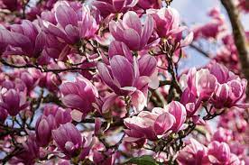 Maybe you would like to learn more about one of these? Jane Magnolia Tree Facts Plantingtree