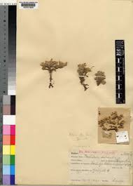 Image result for Portulaca collina