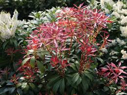 Plant your mountain snow pieris in a moist but well drained acidic soil that are rich in organic matter. Schattenglockchen Mountain Fire Pieris Japonica Mountain Fire Baumschule Horstmann