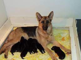 30 minutes from canton, oh 45 minutes from downtown cleveland contact us: Akc German Shepherd Puppies For Sale In Medina Ohio Classified Americanlisted Com