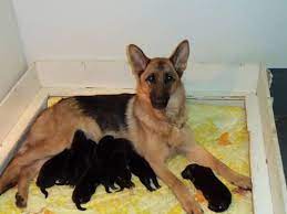 Akc european black german shepherd pups. Big Boned True German Shepherd Puppies Purebred And Registered 8wk For Sale In Columbiana Ohio Classified Americanlisted Com
