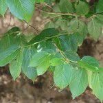 Image result for Grewia glandulosa