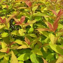 Image result for Spiraea bumalda
