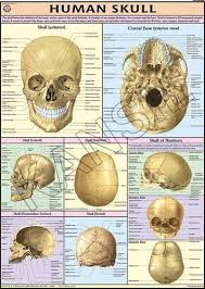 Human Skull For Human Physiology Chart