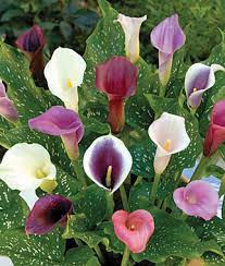 Learn About Calla Lillies