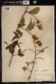 Image result for Gouania tiliifolia