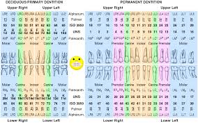 #1 is your upper right wisdom tooth. Palmer Notation Wikipedia