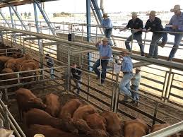 Cows with calves to $1640 at Forbes sale