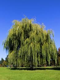 Image result for venturia saliciperda willow tree