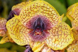 Image result for Barleria lugardii