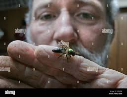 My little queen bee hi-res stock photography and images