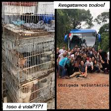 Maycon, participante do #bbb19 que assumiu maltratar gatos, revela que estuprou galinhas. Famosa Rede De Pet Shops Para De Vender Caes E Gatos Apos Acao De Luisa Mell Jetss