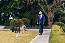 Joe biden's national security team filled with obama administration retreads. Out Of The Doghouse Biden S Dog Will Return To White House