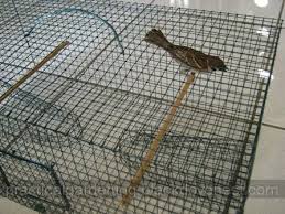 Homemade Bird Trap Build Plans This Is A Trapped Sparrow Inside The Bird Trap Visit The Link To Learn How Yo Bird Trap Bird House Kits Homemade Bird Houses