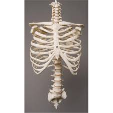 The primary causes of pain under the left rib cage. Rib Cage Spine Walmart Com Walmart Com