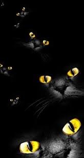 Wallpapers in ultra hd 4k 3840x2160, 1920x1080 high definition resolutions. Kucing Wallpapers Free Kucing Wallpaper Download Page 3 Wallpapertip