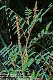 Image result for Indigofera astragalina