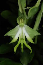 Image result for Bonatea antennifera