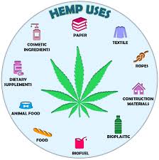 Image result for Cannabis sativa