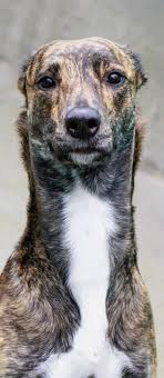 Christchurch City Council